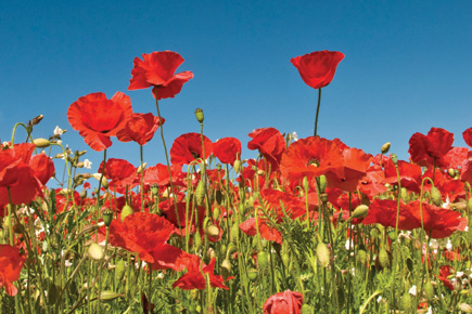 RCM Spring Events

